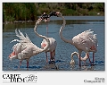 316-1620 x 1080---16L Camargue_2461